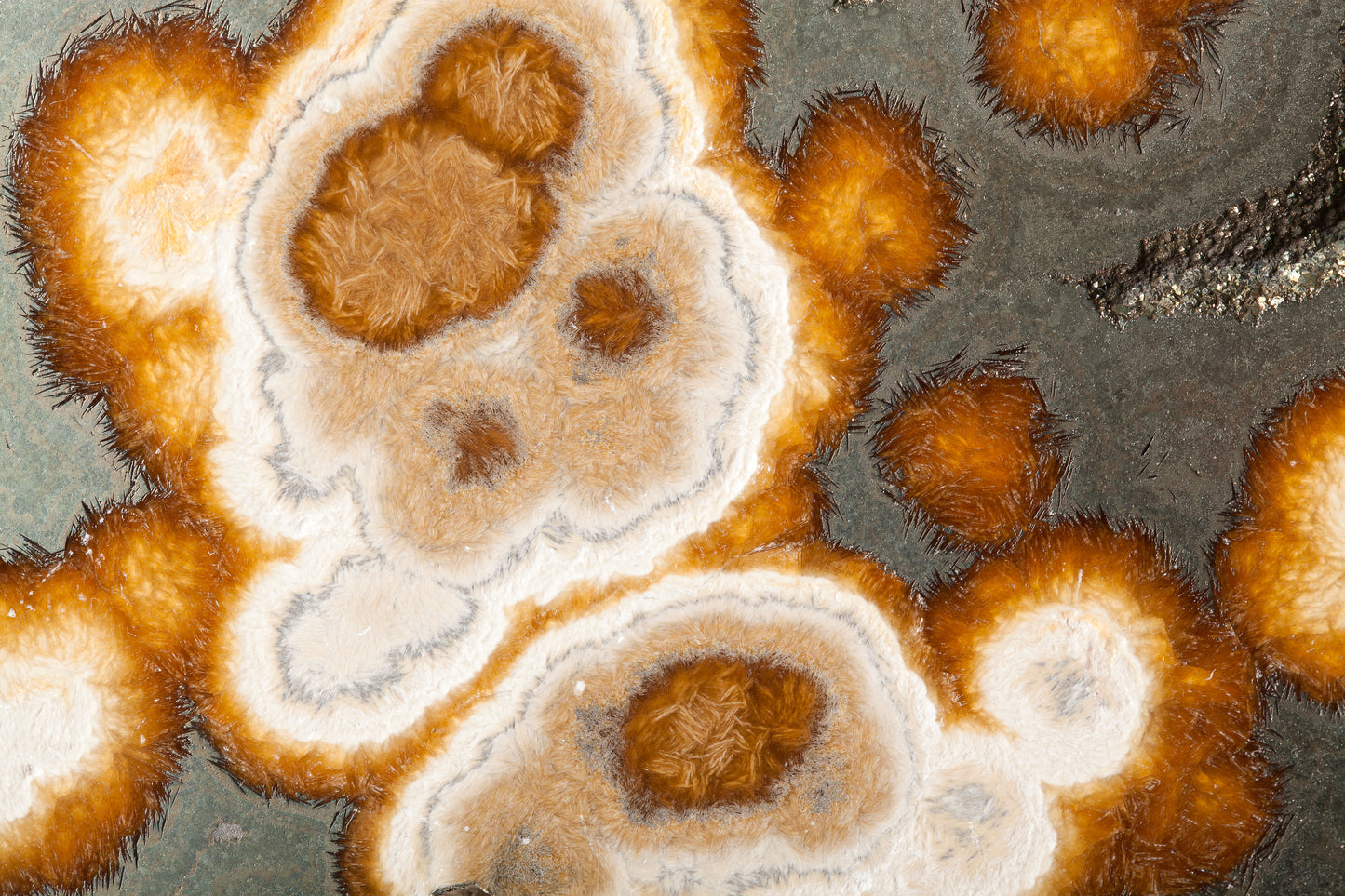 ML 19 - Microlamina Panels